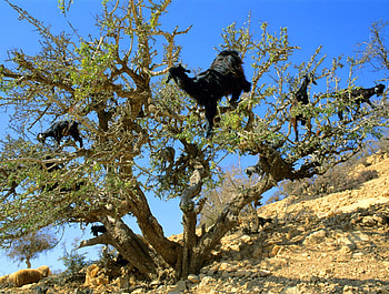 whos that, blue, brown, sand, goats, green, tree HD wallpaper