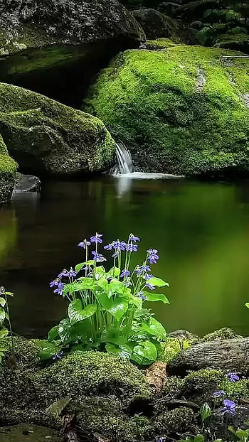Beautiful For, Green Plant HD phone wallpaper