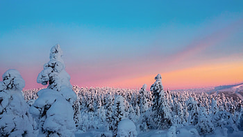 Trees Covered With Snow View, trees, snow, nature HD wallpaper