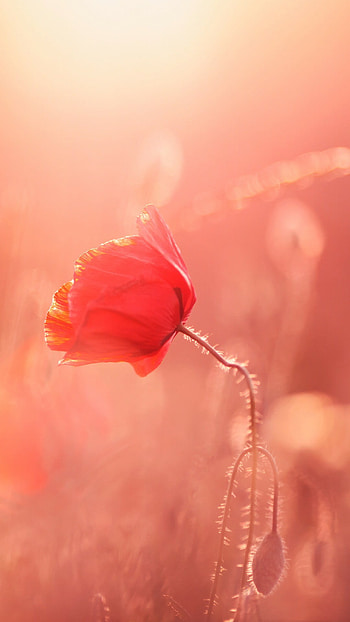 Poppy flower, Sunlit beauty, Ultra , Mesmerizing sight HD phone wallpaper