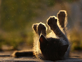 Cat in Rain, cool, cat, in rain HD wallpaper