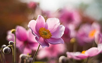 Flower, Macro, Field, Stem, Stalk HD wallpaper