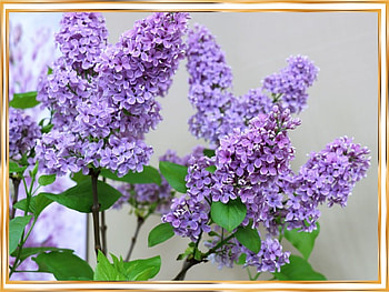 FRAMED FLOWERS, FLOWERS, NATURE, FRAMED HD wallpaper