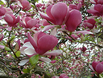 Magnolia Tree, Beautiful blossoms, Nature's masterpiece, Tranquil ambiance HD wallpaper