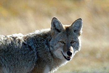 Animals, Muzzle, Predator, Animal, Coyote HD wallpaper