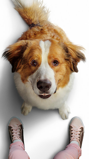 A Dog& HD phone wallpaper