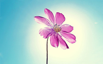 Sky, Flower, Macro, Kosmeya, Cosmos HD wallpaper