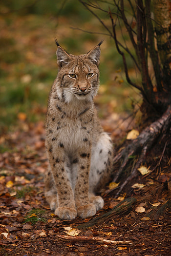 Lynx, Predator center, Outdoor enclosure, Close encounter HD phone wallpaper