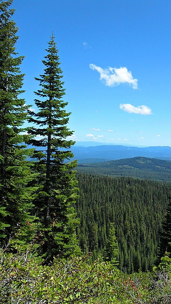 Forest, Trees HD phone wallpaper