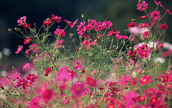 Plants, Flowers HD wallpaper