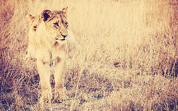 Animals, Grass, Lion, Predator, Big Cat HD wallpaper