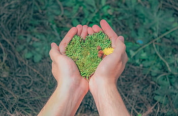 Hands in a natural setting holding heart-shaped moss, symbolizing love for nature. HD wallpaper