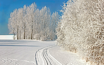 Snow, Winter, , Tree HD wallpaper
