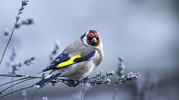 Goldfinch, branch, animal, bird HD wallpaper