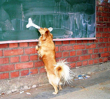 I want that bone, painted, animals, dogs, building, bone HD wallpaper