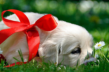 Dog, sweet, pay, dogs, puppies, cute, beautiful, beauty, playful, playful dog, puppy, dog face, pretty, animals, face, bubbles, lovely HD wallpaper