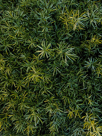 Nature, Grass, Leaves, View From Above HD phone wallpaper