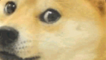 Doge HD wallpaper