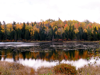 Autumn Reflections, Reflections, graphy, Nature, Autumn, River HD wallpaper