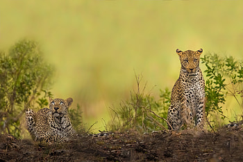 Twin Leopards — Quad, Animal, leopard HD wallpaper