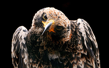 Animals, Bird, Predator, Head, Hawk, Curiosity HD wallpaper