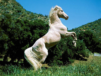 Cavalo branco, horse, white horse, cavalo HD wallpaper