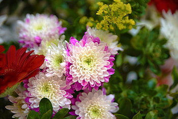 Dahlia, flowers, bloom HD wallpaper