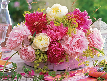 Plants, Flowers HD wallpaper