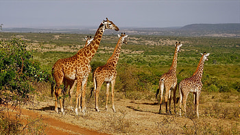 Giraffe , African beauty, Graceful creatures, Nature's elegance HD wallpaper