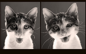 Cat Faces, fur, white, grey, faces, cat, funny, feline, silly HD wallpaper