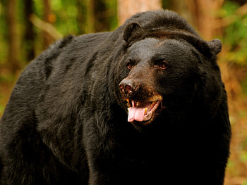 Animals, Brown, Bear, Predator, Open Mouth HD wallpaper
