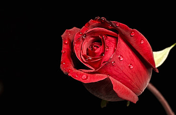 Love, rose, beautiful, red HD wallpaper