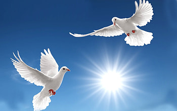 Stunning pigeon, Captivating , Post by Ryan Tremblay, Avian elegance HD wallpaper