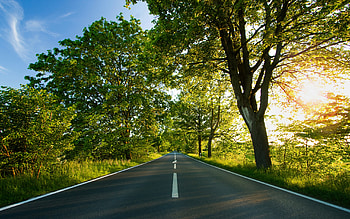 One Path, way, path, alone, trees, road, nature, 2560x1600 HD wallpaper