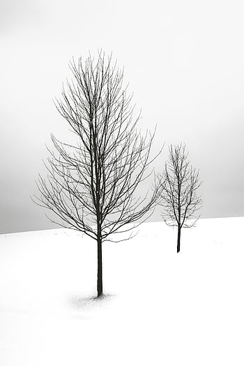Serene winter scene featuring two bare trees in a snowy landscape, conveying a minimalist aesthetic. HD phone wallpaper