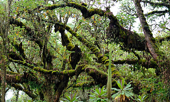 Virunga National Park, Endangered ecosystems, Conservation, Wonder HD wallpaper