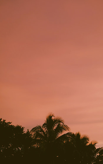 Nature, Sunset, Sky, Twilight, Palms, Dark, Dusk HD phone wallpaper