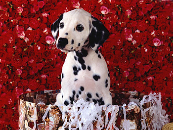 Animals, Roses, Sit, Puppy, Dalmatian, Dalmatians, Basket HD wallpaper