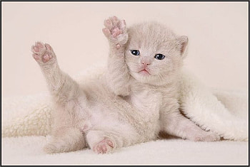Cute kitten, animal, kitten, cute, cat, feline HD wallpaper