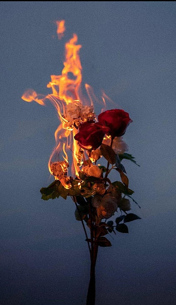 Fire rose, heat, sky HD phone wallpaper