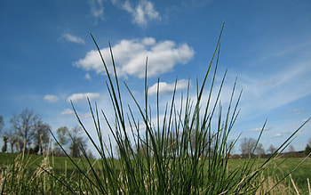 grass in screen , grass, screen HD wallpaper