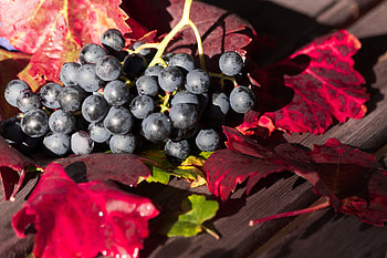 Food, Grapes, Berries, Branch, Ripe, Harvest HD wallpaper