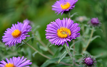 Plants, Flowers HD wallpaper