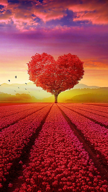 Beautiful Heart, Love, Heart HD phone wallpaper