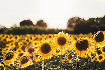 Sunflowers, sunflowers, flowers HD wallpaper