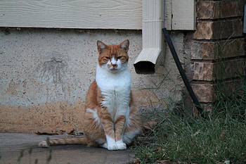 Cat, white, drain spout, , orange HD wallpaper