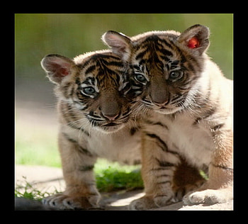 Year old tigers, stripes, blue eyes, year old, babies, siblings, cubs, tigers HD wallpaper