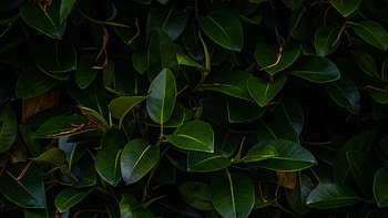 Ficus, Green Leaf HD wallpaper