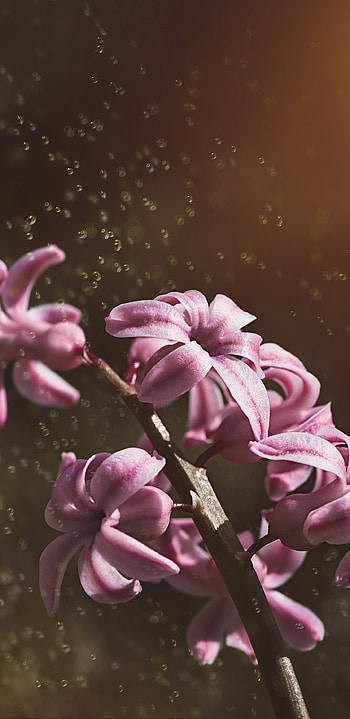 Pink hyacinth flowers, Samsung galaxy note, , Stunning HD phone wallpaper