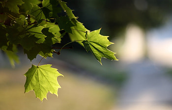 Plants, Leaves HD wallpaper